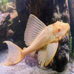 Albino Bristlenose Longfin