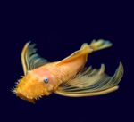Lemon Longfin L144