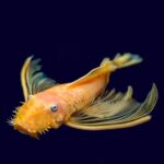 Lemon Longfin L144