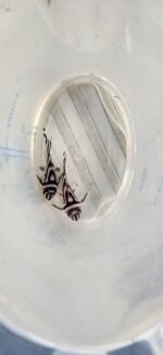 L046 zebra Pleco (3cm-5cm) - Image 3