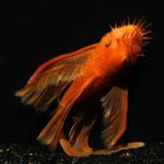 Super Red Longfin L144