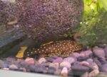 L177 Gold Nugget Pleco (Large) - Image 3