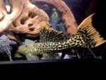 L273 Pleco (Panaqolus sp.) - Image 3