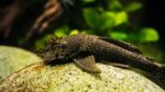 Common Bristlenose Longfin - Image 2