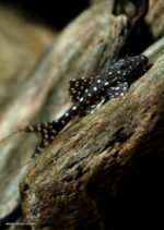 L155 Pleco (Peckoltia braueri) - Image 3