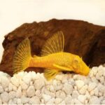 Lemon Longfin L144 - Image 2