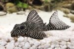 L263 Bar Tail Pleco