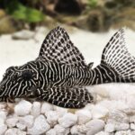 L263 Bar Tail Pleco