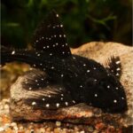 L155 Pleco (Peckoltia braueri) - Image 2