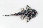 L250 Pleco (Hypancistrus sp.) - Image 3