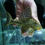 LDA75 Mustard Spot Pleco - Image 3