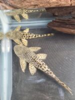 L075 Candy Striped Pleco - Image 3