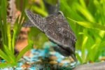 Common Bristlenose Longfin