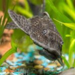 Common Bristlenose Longfin