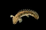 Bichir Endlicheri - Image 2