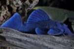 L239 Blue Panaque Pleco