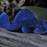 L239 Blue Panaque Pleco