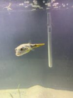 Albino Fahaka Puffer Fish - Image 2