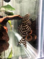 L204 Flash Pleco - Image 3