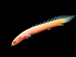 Albino Senegal Bichir