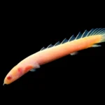 Albino Senegal Bichir