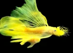 Albino L144 Longfin - Image 2