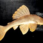 L14 Sunshine Pleco