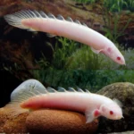 Albino Senegal Bichir - Image 2