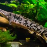 Bichir DEL Hazi