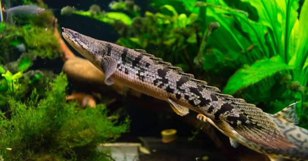 Bichir-barred-1024×535 Bichir DEL Hazi - Image 1