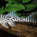 L250 Pleco (Hypancistrus sp.)