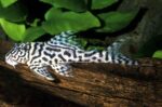 L250 Pleco (Hypancistrus sp.)