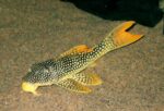 L74 Gold Nugget Pleco (Small)