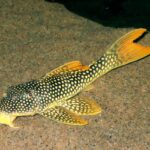 L74 Gold Nugget Pleco (Small)
