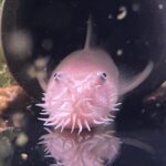Long fin Snow white bristlenose pleco - Image 3