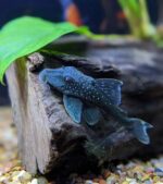 L128 Blue Phantom Pleco - Image 2
