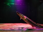 Bichir Lapradei - Image 3