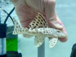 LDA75 Mustard Spot Pleco - Image 2