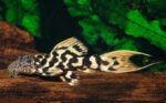 L273 Pleco (Panaqolus sp.) - Image 2