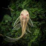 Albino Bristlenose Longfin - Image 2
