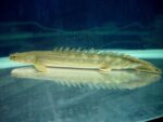 Bichir Lapradei - Image 2