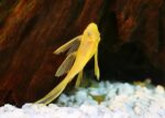 Lemon Longfin L144 - Image 3