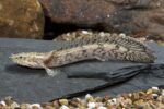 Bichir Endlicheri - Image 3