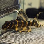 L204 Flash Pleco