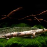 Bichir Endlicheri