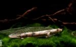Bichir Endlicheri
