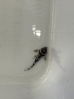 L046 zebra Pleco ( 3cm) - Image 3
