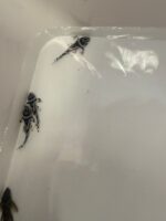 L046 zebra Pleco ( 3cm) - Image 4