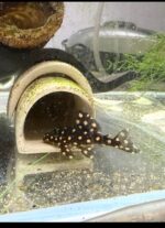 L471 - Dwarf Snowball Pleco - Image 2