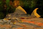 L74 Gold Nugget Pleco (Small) - Image 2